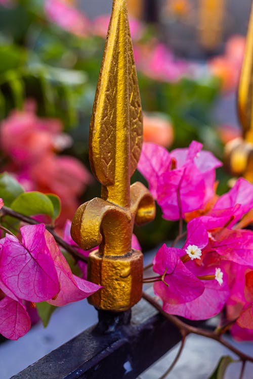 Foto profissional grátis de dourado, flores bonitas, portões