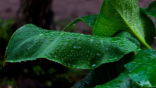 Základová fotografie zdarma na téma čerstvý, detail, ekologie