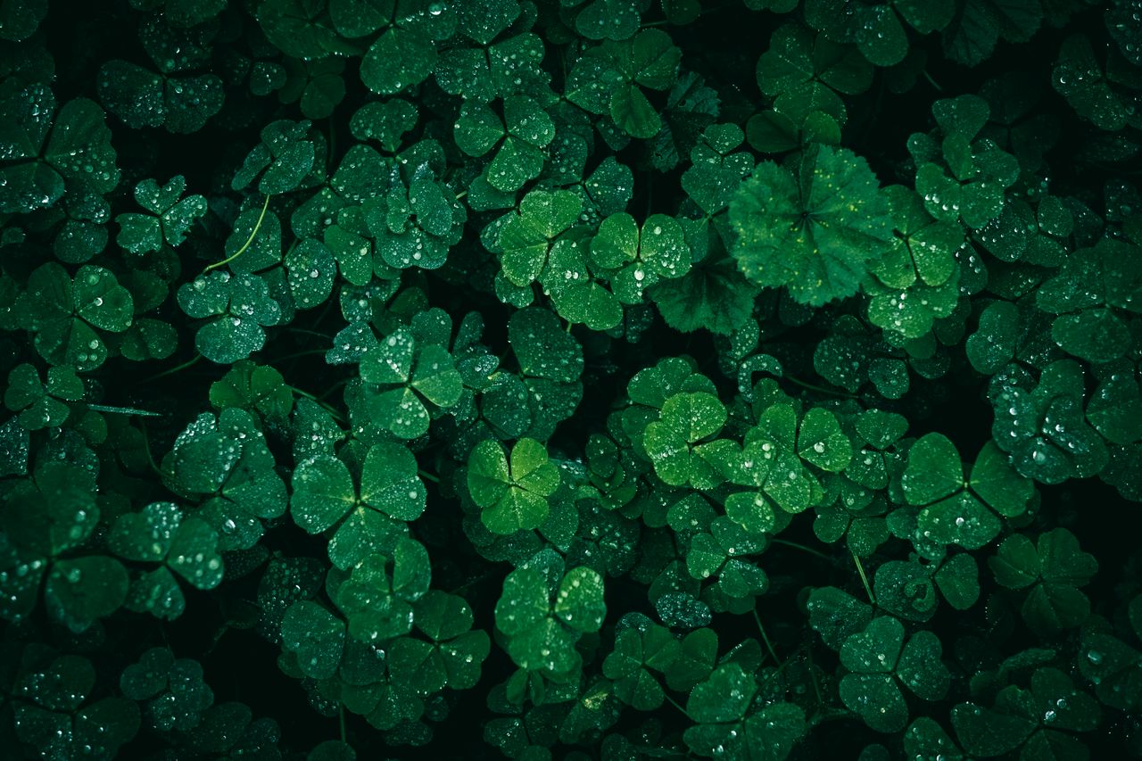 vibrant green clovers glisten with dew droplets symbolizing growth and