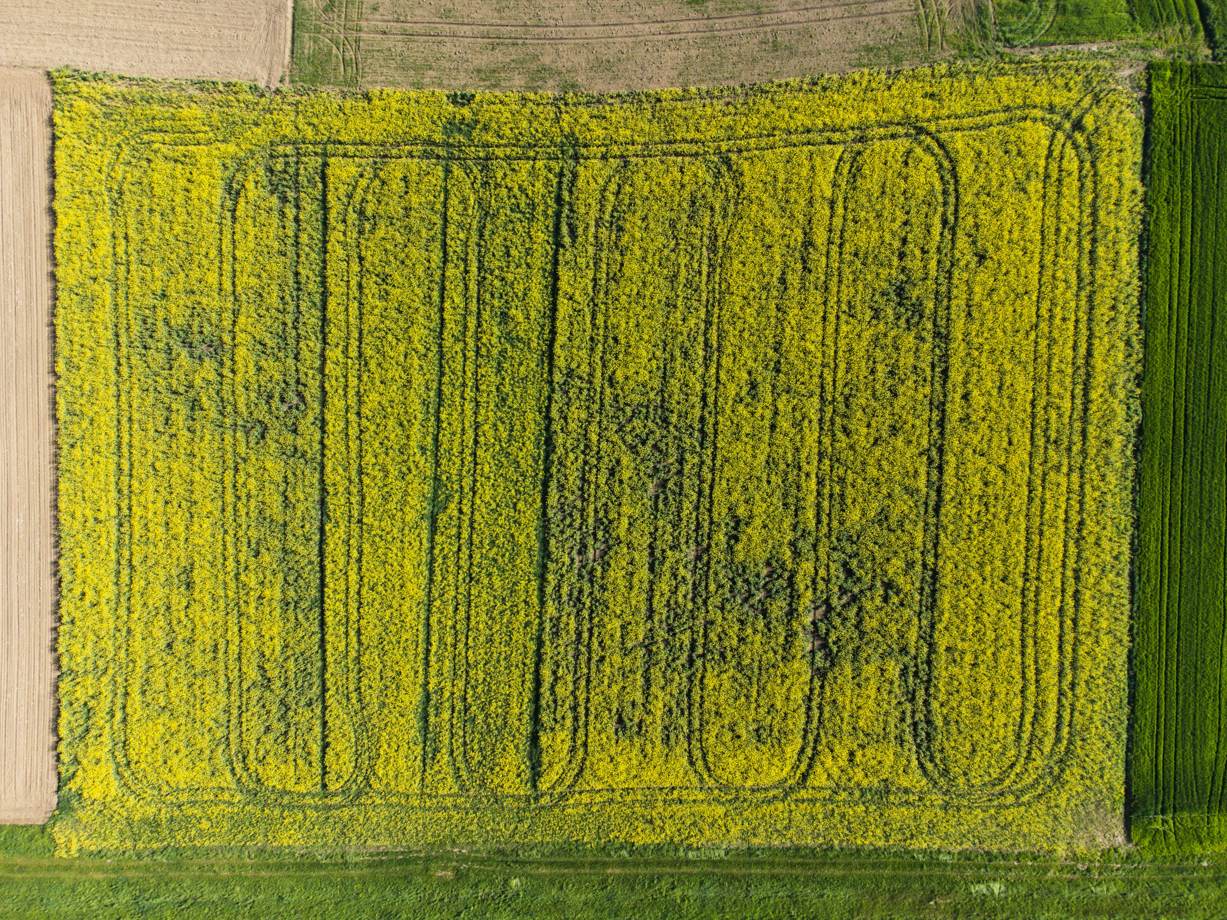 A stunning aerial view of a bright yellow canola field in Pretetinec, Croatia, showcasing agricultural beauty.