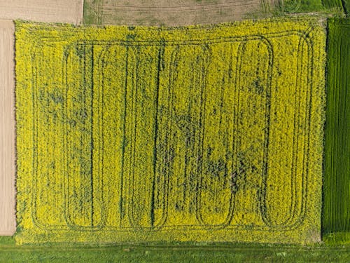Top View of a Yellow Cropland 