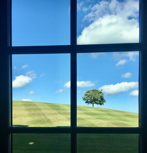 View on a Tree on a Hill from a Window