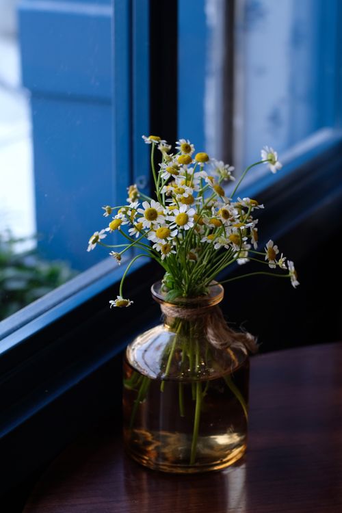 Free A serene arrangement of chamomile flowers in a glass vase near a blue window. Stock Photo