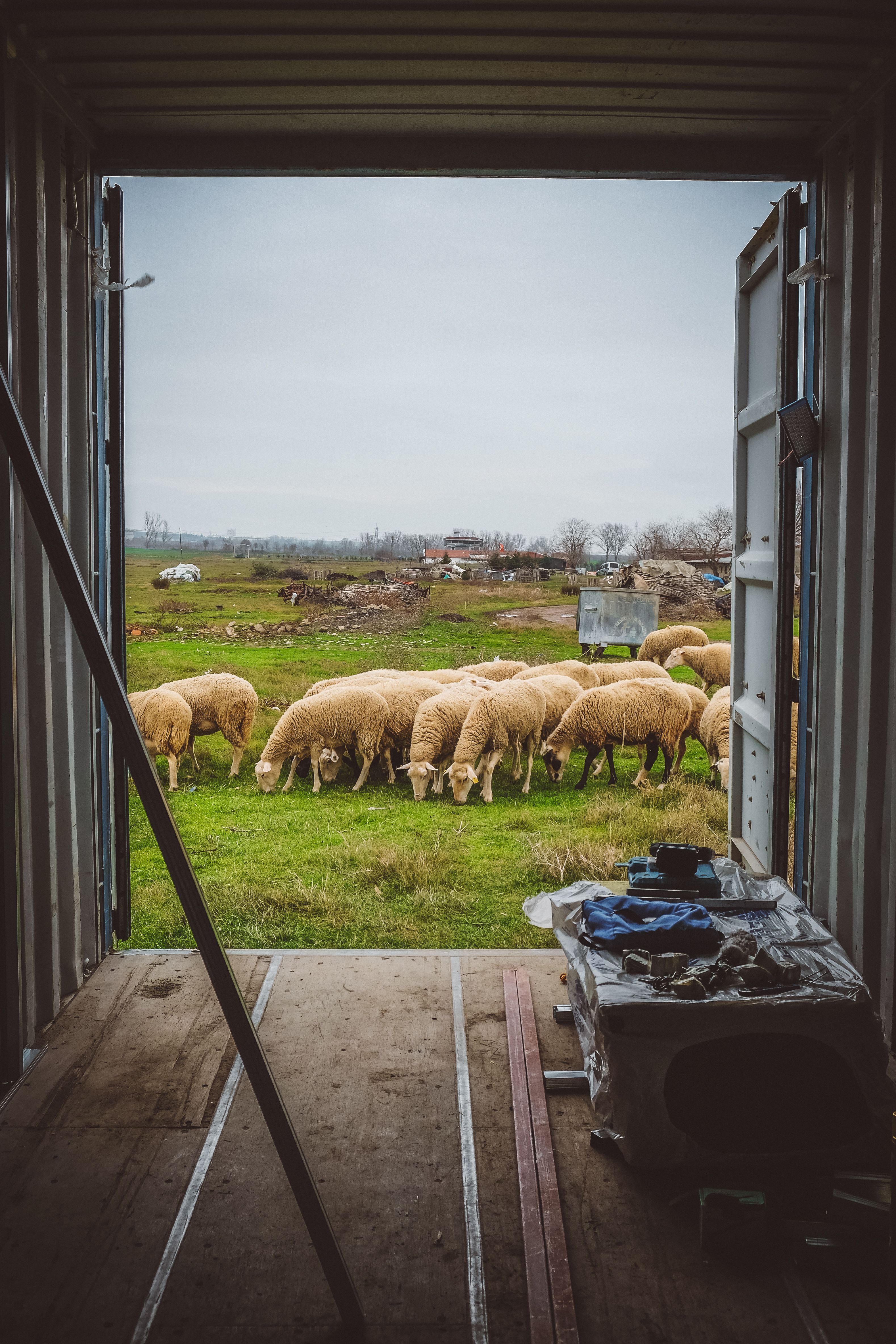 Sheep grazing in a lush field viewed from inside a rustic barn.