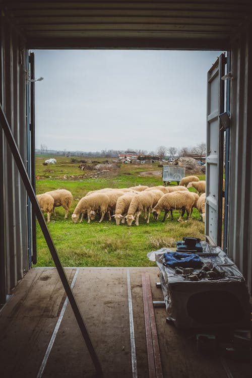 Sheep in Farm