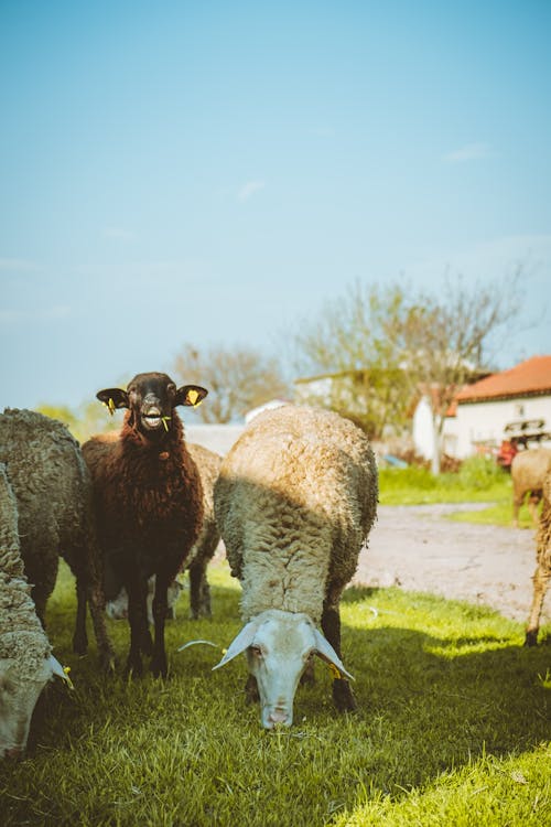 Darmowe zdjęcie z galerii z islandzkie owce, owca, pasący się