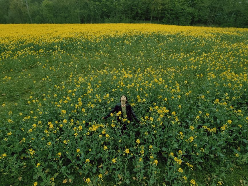 Drone view of a woman standing in a vast field of yellow flowers, under a cloudy sky.