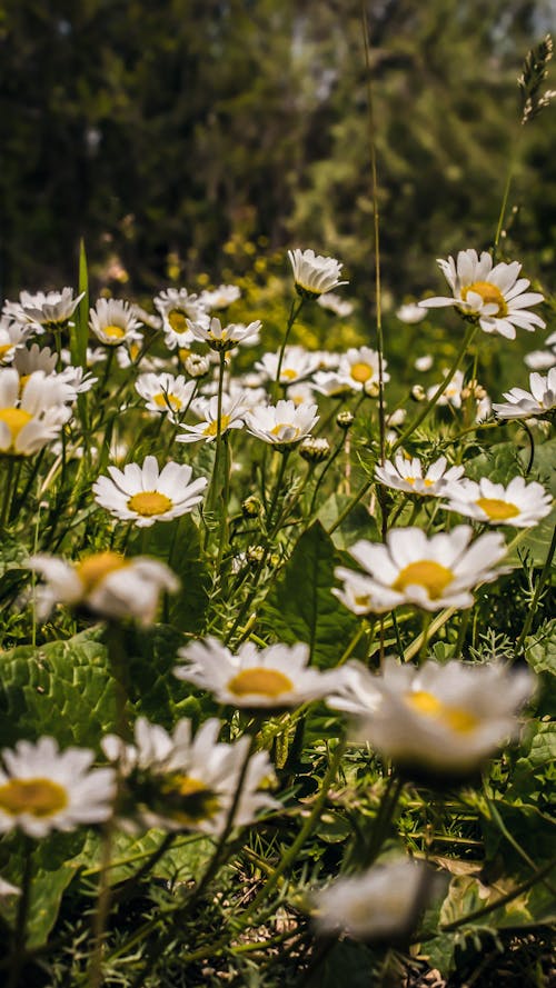 White Daisies on Meadow