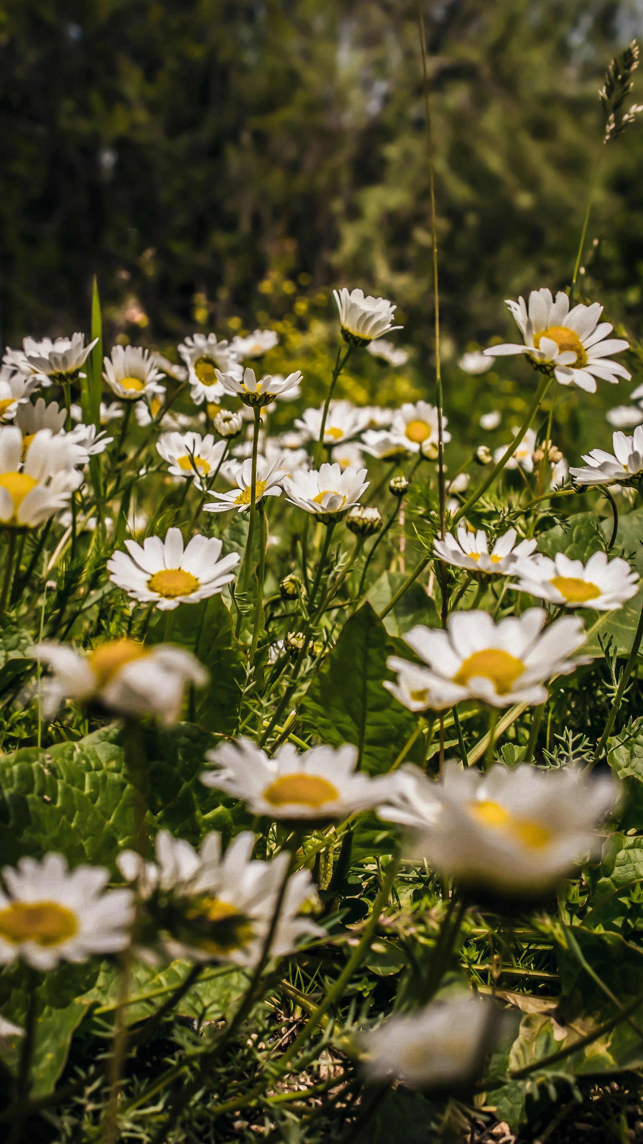 Daisy Aesthetic Wallpapers  Wallpaper Cave