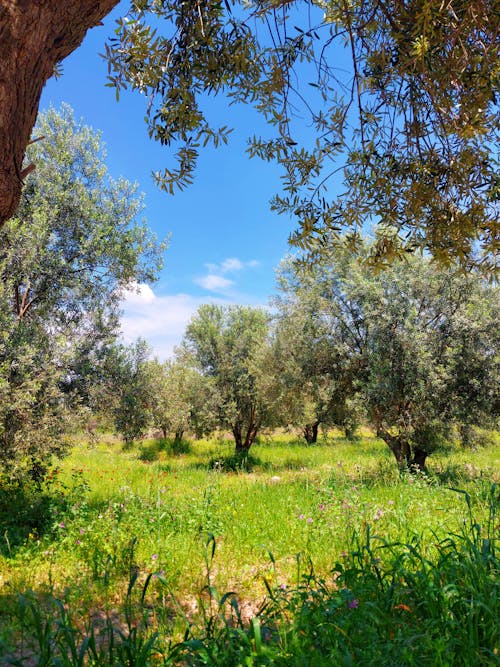 Immagine gratuita di cielo azzurro, molla, natura meravigliosa