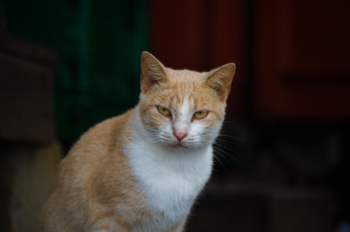 Free An orange and white domestic cat staring intensely outdoors with a dark background. Stock Photo