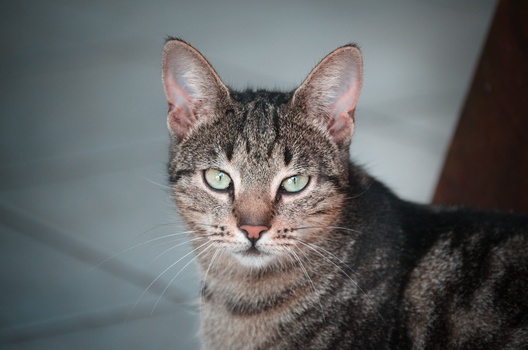 Close-up shot of a tabby cat with green eyes looking directly at the camera indoors.