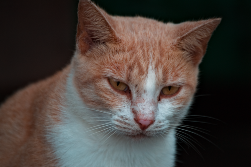Free An intimate close-up of a white and orange domestic cat with a focused expression. Stock Photo