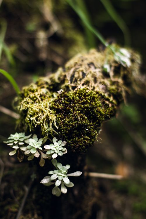 Free stock photo of flower, forest, green Stock Photo