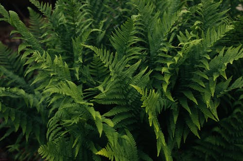 Close-up of Green Fern 