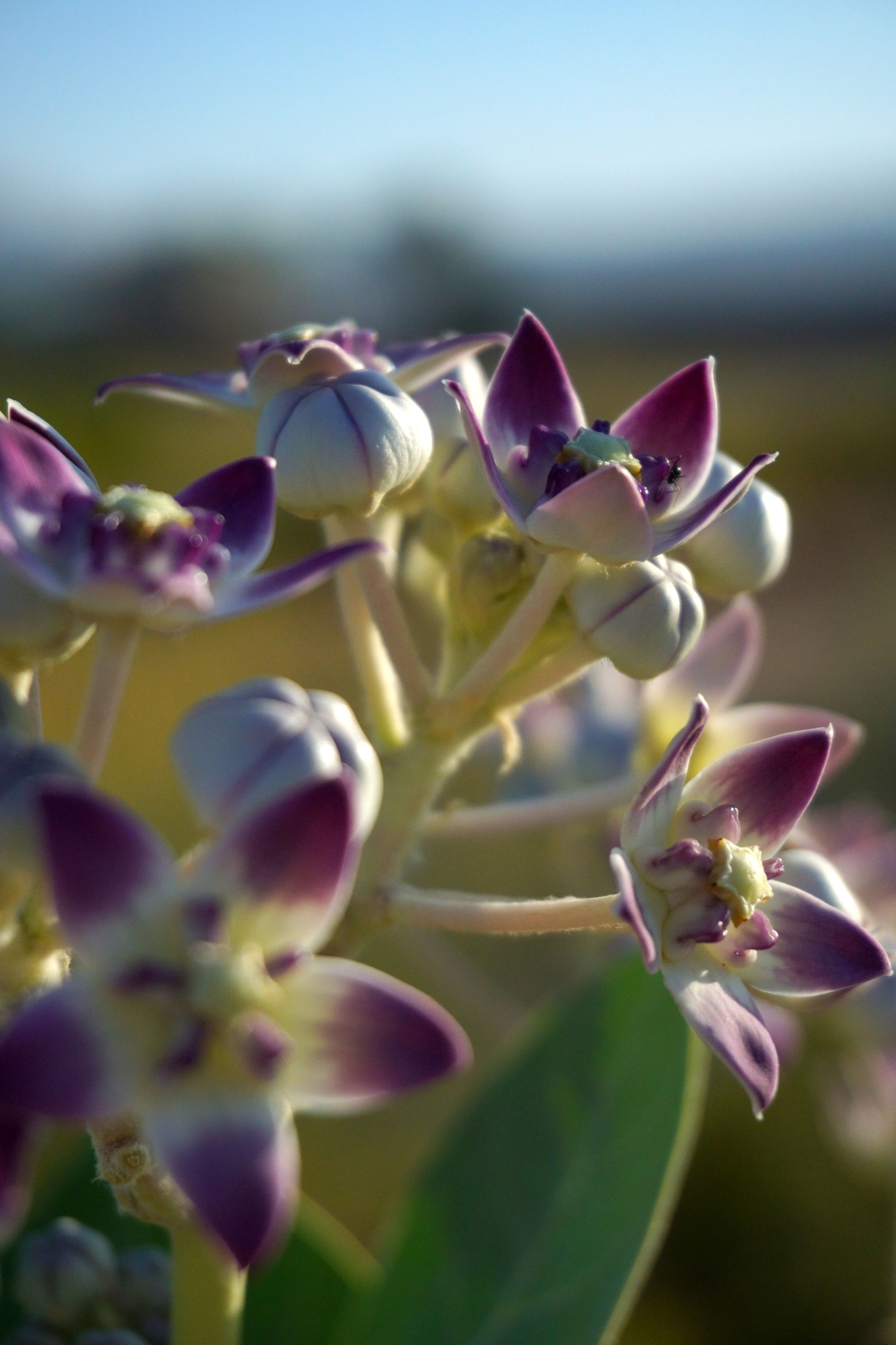 Oman's Spring Wildflowers: Al Hajar Mountains in Bloom