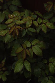 Close-up of vibrant green leaves covered with morning dew droplets, showcasing nature's freshness.