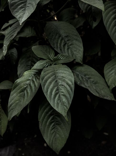 Dark green leaves captured in a shadowy close-up, showcasing natural textures.