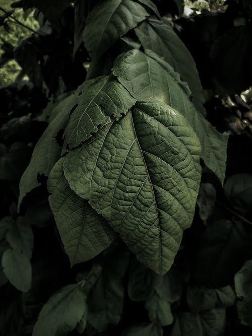 Kostnadsfri bild av blad, mörkgröna blad, tapeter bakgrund