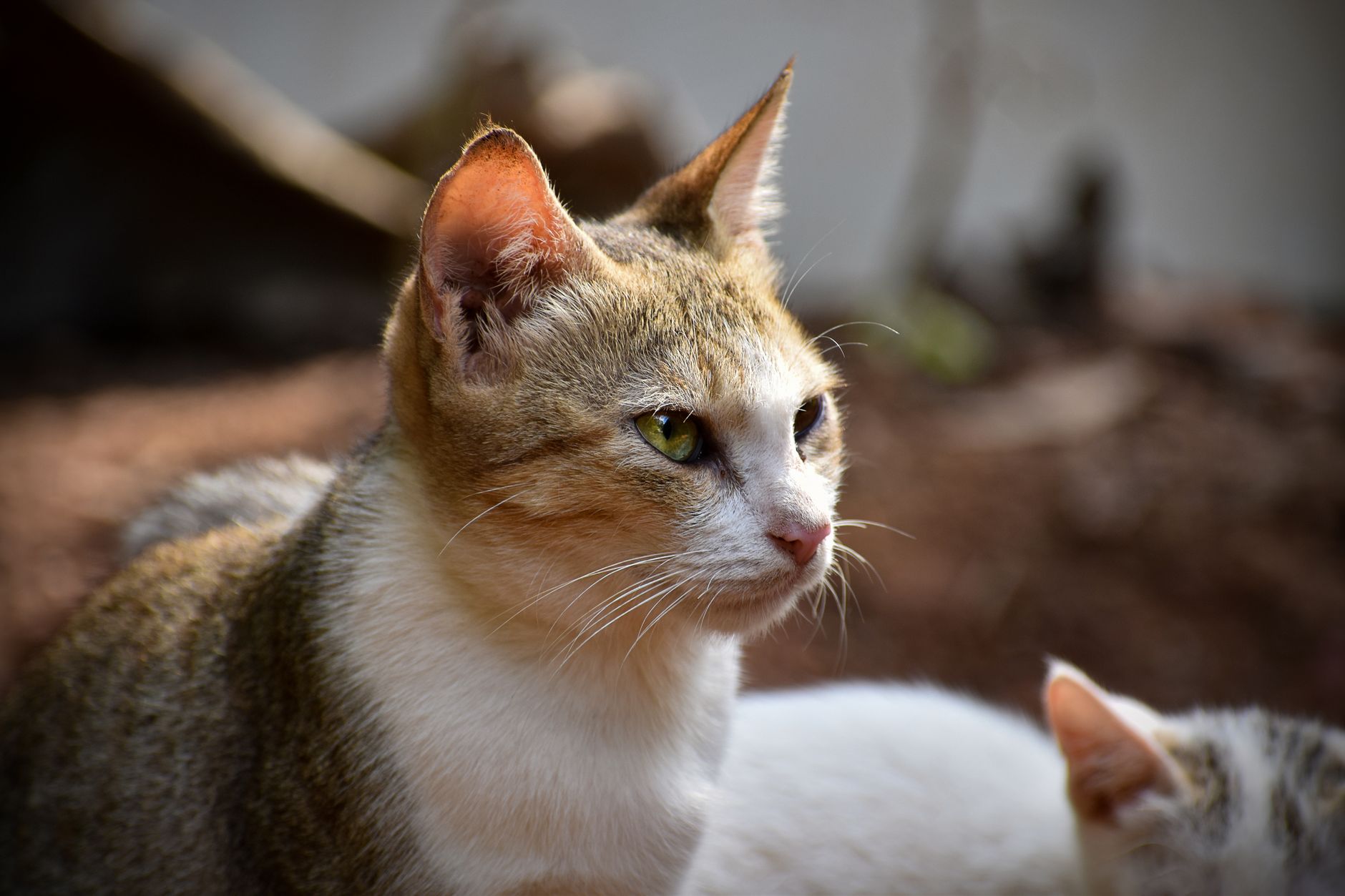 Veterinarian examining a cat during a checkup