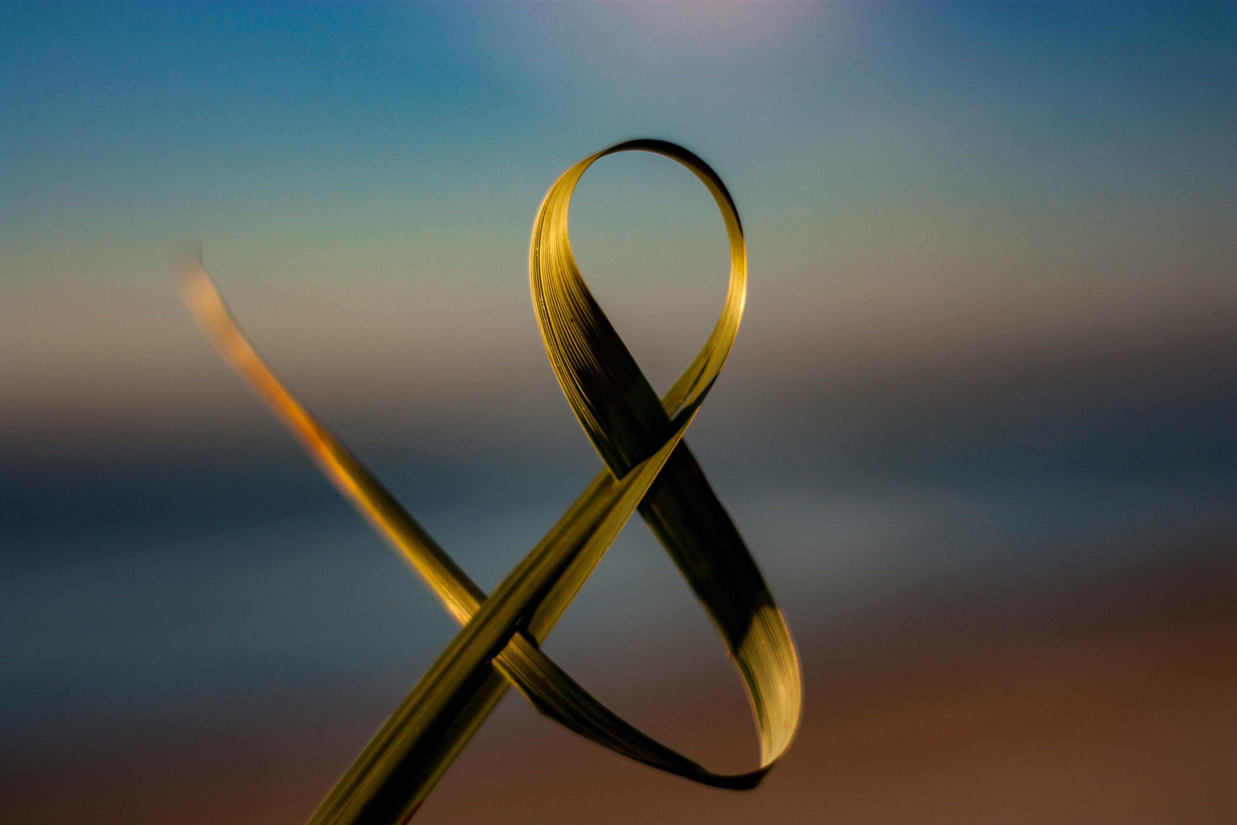 Bay Leaf Wallpaper Photos, Download The BEST Free Bay Leaf Wallpaper