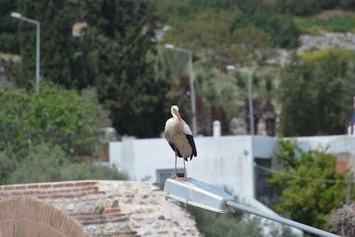 Stork Perching on Streetlight