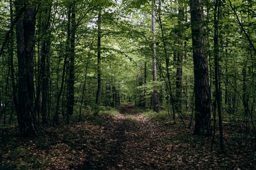 Free Peaceful footpath through a lush green forest in Krasnodar, perfect for nature walks and exploration. Stock Photo