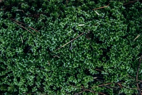 Free Vibrant close-up texture of green moss, perfect for natural backgrounds. Stock Photo