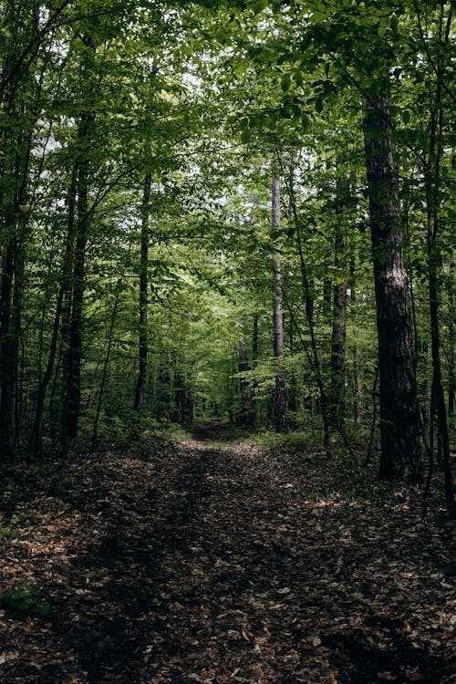 Path in a Forest