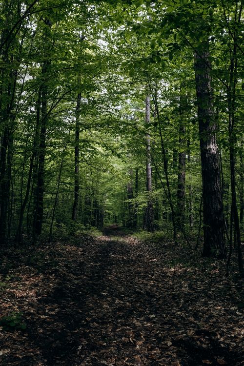 Free Discover the serene beauty of a forest path surrounded by lush greenery in Krasnodar, Russia. Stock Photo