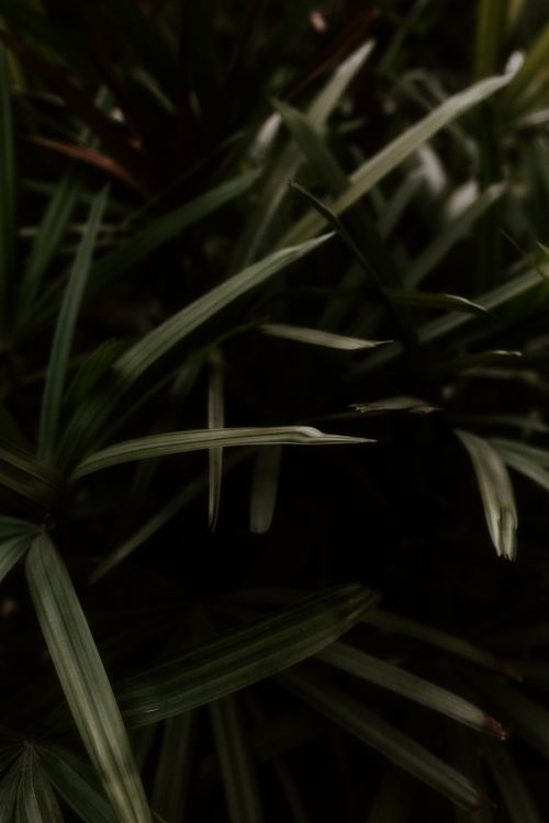 Free Close-up of lush green leaves in a Brazilian garden with natural lighting. Stock Photo