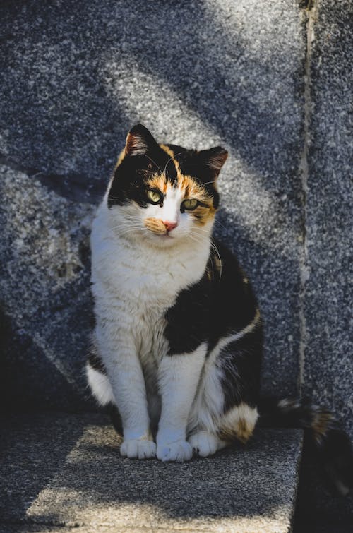 Cat Sitting on a Stone Wall