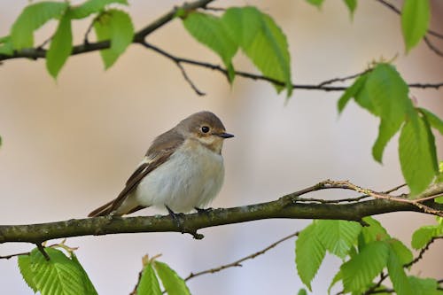 คลังภาพถ่ายฟรี ของ flycatcher ลายพร้อยยุโรป, ก้าน, ชมนก