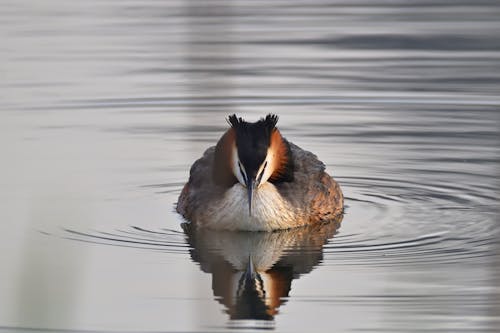 Great Crested Grebe 