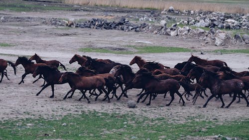 Herd of Mustangs