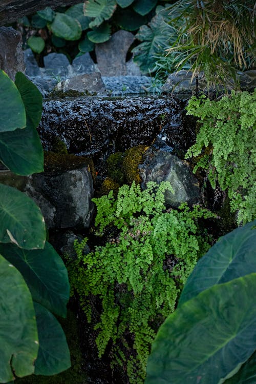 Green Plants on the Rocks