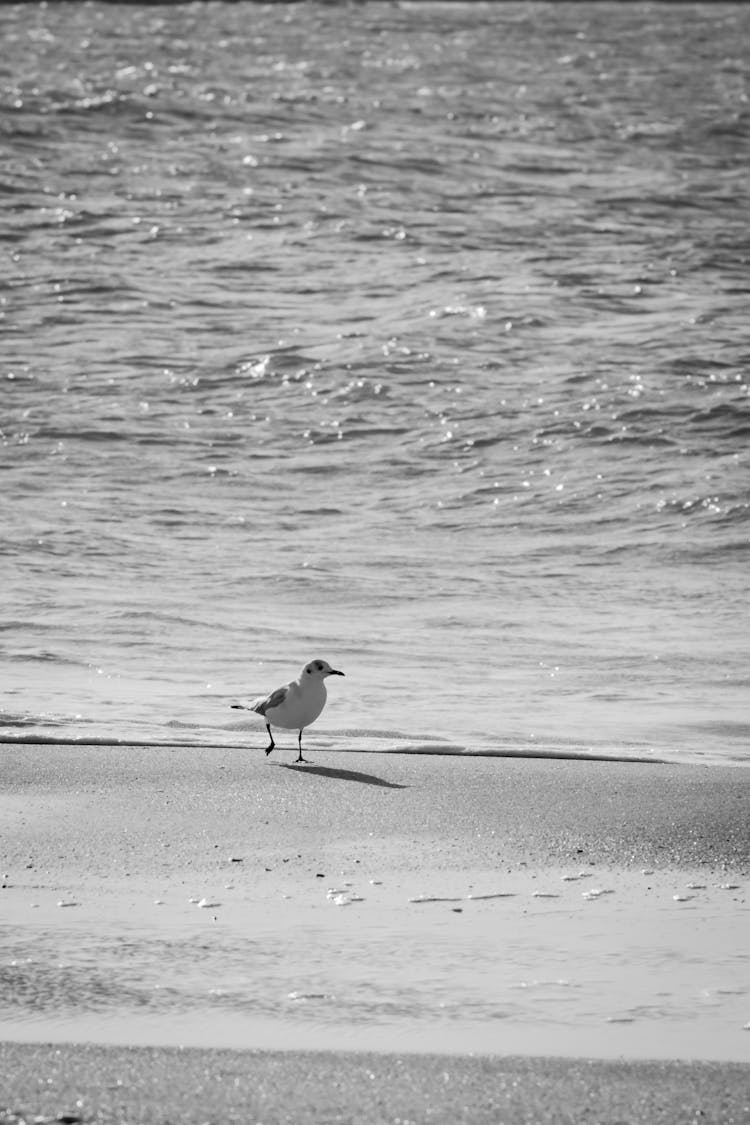 A Seagull On The Beach 