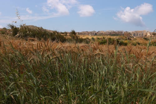 Barley Field in Summer