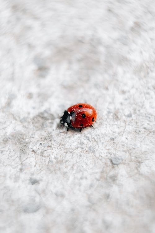 Tiny Ladybug on Bright Surface