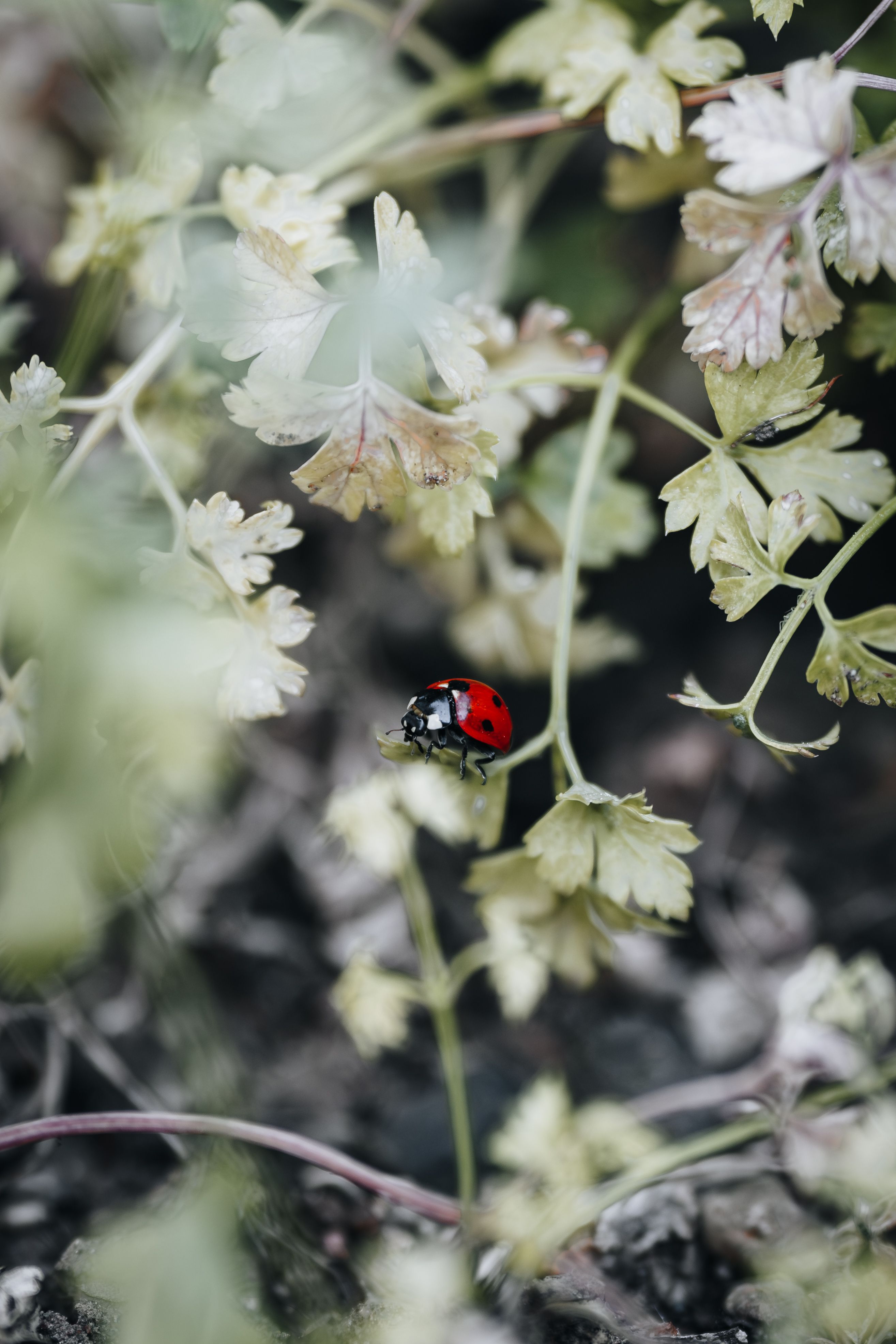 Captivating shot of a vibrant red ladybug on pale green leaves in an outdoor garden setting.