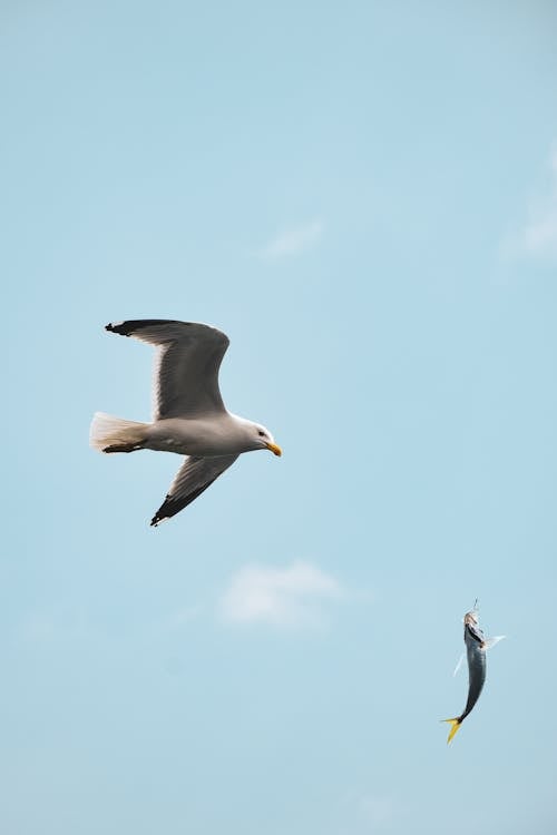 Seagull Catching Flying Fish