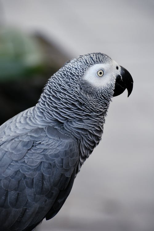 Gray Parrot in Close Up