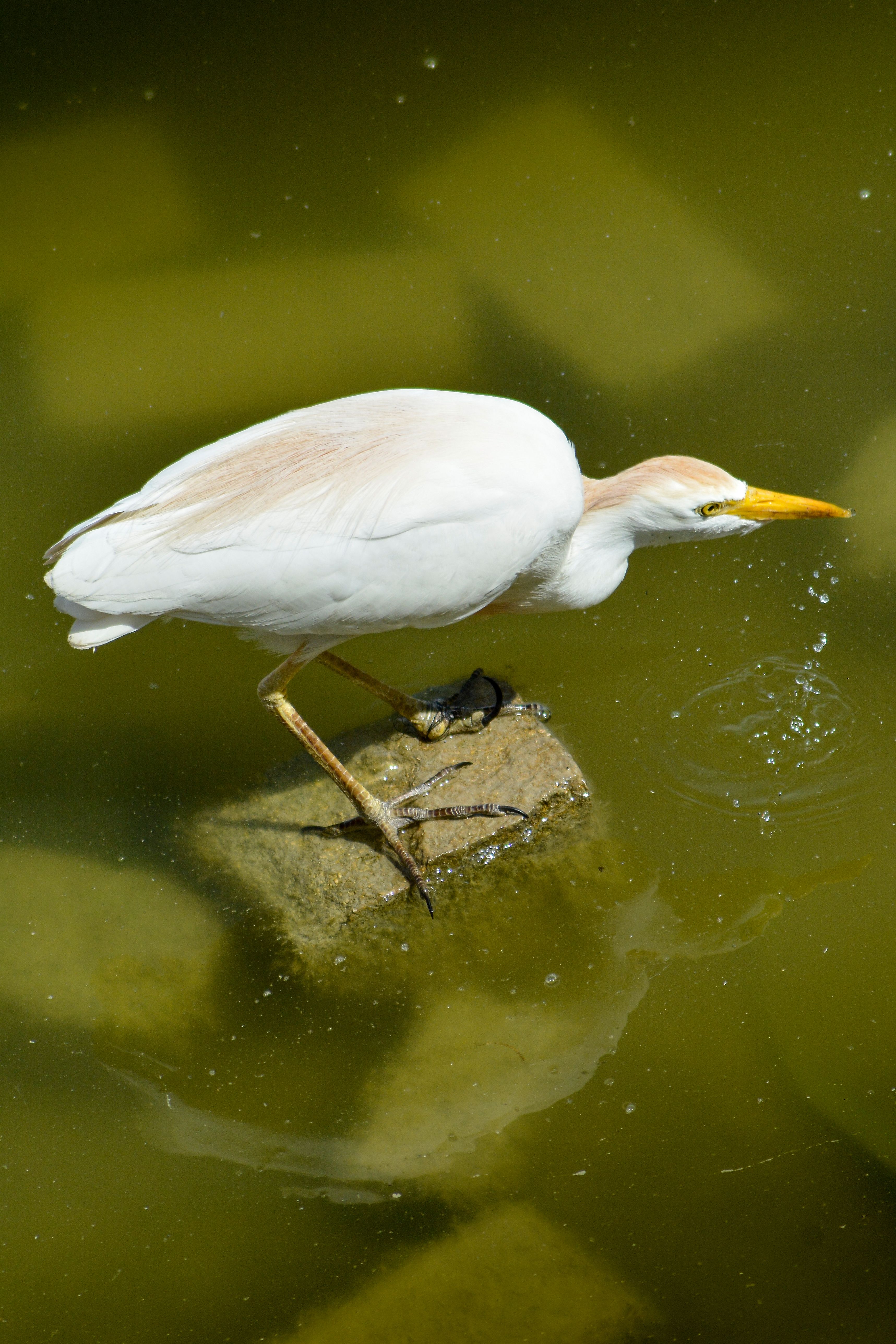 Egret Catching Food from a Rock · Free Stock Photo