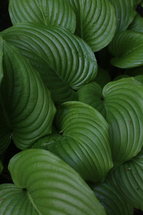 Бесплатное стоковое фото с вертикальный выстрел, зеленые листья, листва