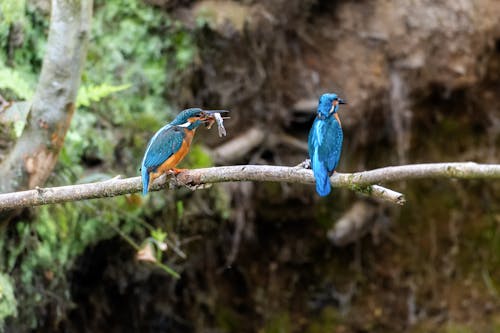 Kingfishers Sitting on a Branch with One Kingfisher Holding a Fish in Its Beak
