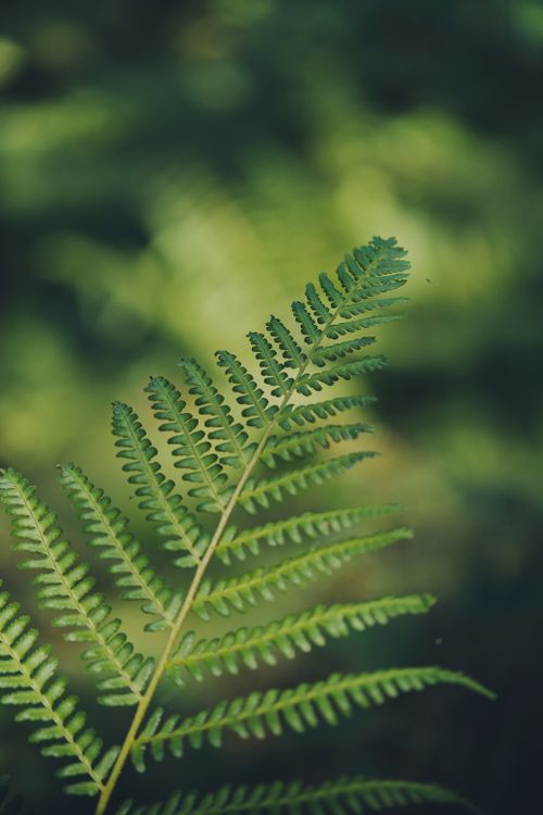 Free A detailed close-up of a green fern leaf with a blurred natural background, ideal for nature-themed decor. Stock Photo