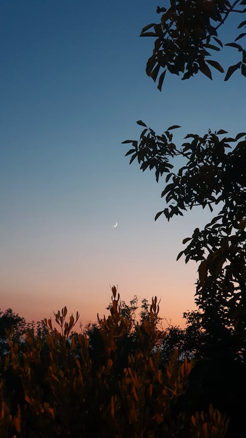 Silhouettes of Trees against Evening Sky