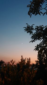 A tranquil evening scene featuring a crescent moon and silhouetted trees against a sunset sky.