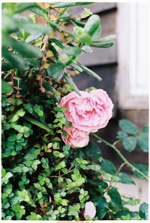 Blooming Pink Roses