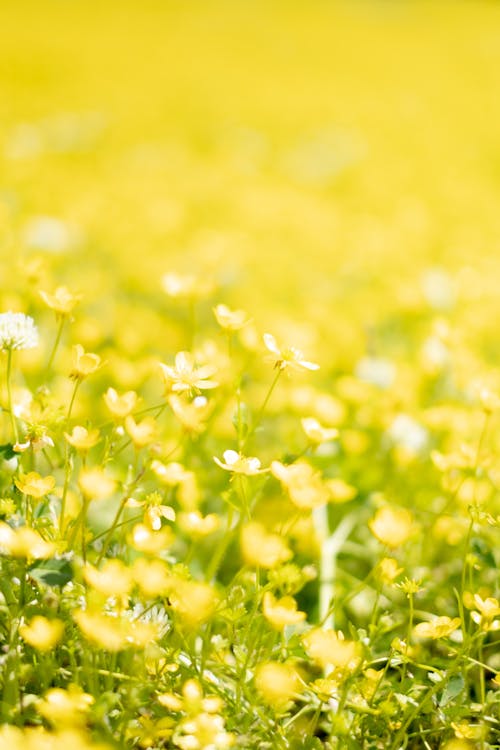 Close-up of Delicate Flowers and Bright Green Grass on a Meadow 